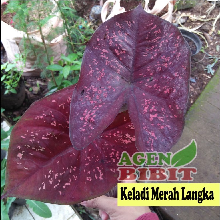 Detail Gambar Bunga Keladi Warna Ungu Nomer 18