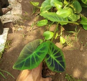 Detail Gambar Bunga Keladi Warna Ungu Nomer 19