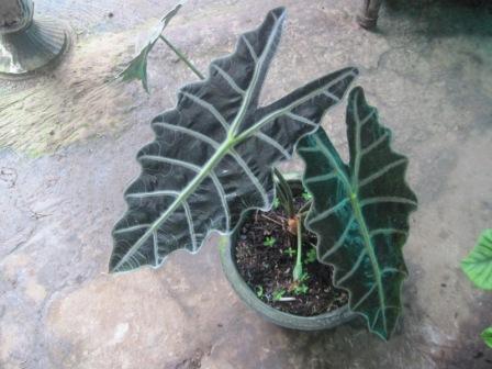 Detail Gambar Bunga Keladi Warna Ungu Nomer 20