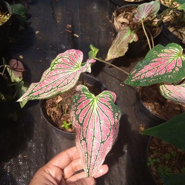 Detail Gambar Bunga Keladi Warna Ungu Nomer 22