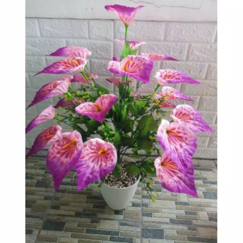 Detail Gambar Bunga Keladi Warna Ungu Nomer 23