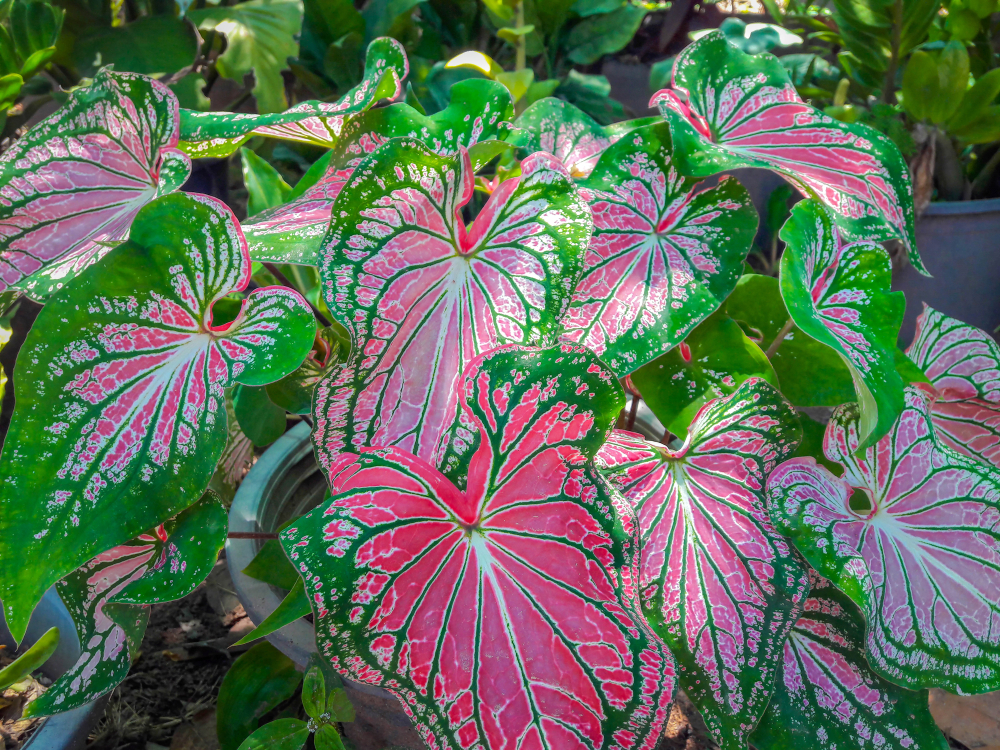 Detail Gambar Bunga Keladi Warna Ungu Nomer 26