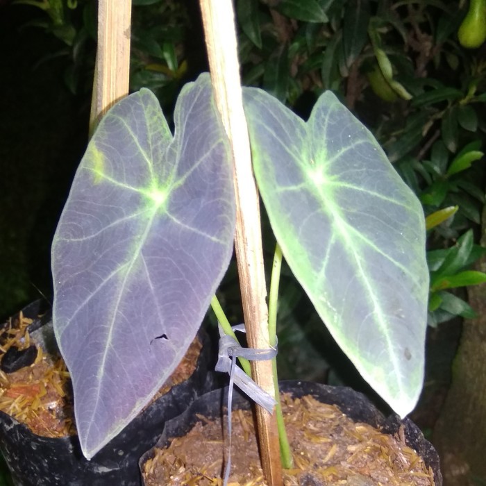 Detail Gambar Bunga Keladi Warna Ungu Nomer 4
