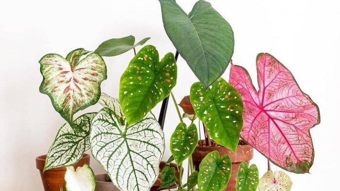 Detail Gambar Bunga Keladi Warna Ungu Nomer 35