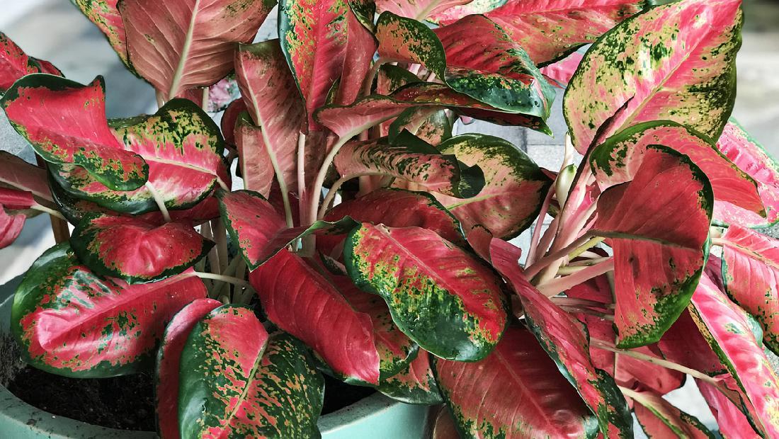 Detail Gambar Bunga Keladi Warna Ungu Nomer 36