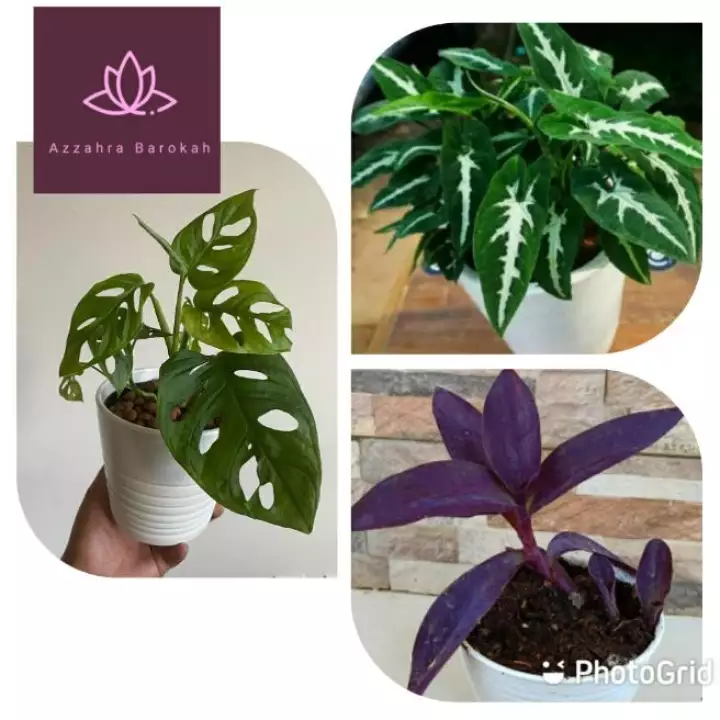 Detail Gambar Bunga Keladi Warna Ungu Nomer 39
