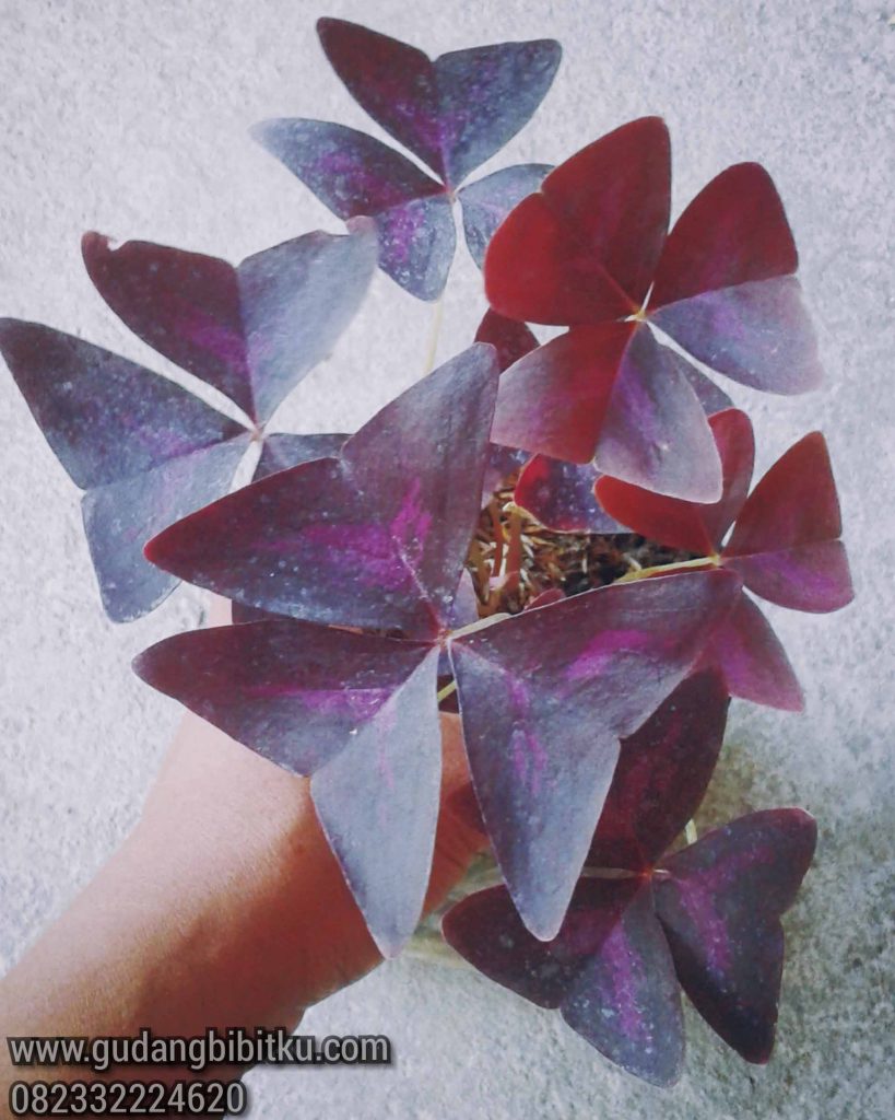 Detail Gambar Bunga Keladi Warna Ungu Nomer 40