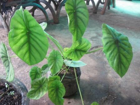 Detail Gambar Bunga Keladi Warna Ungu Nomer 41