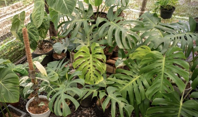 Detail Gambar Bunga Keladi Warna Ungu Nomer 42