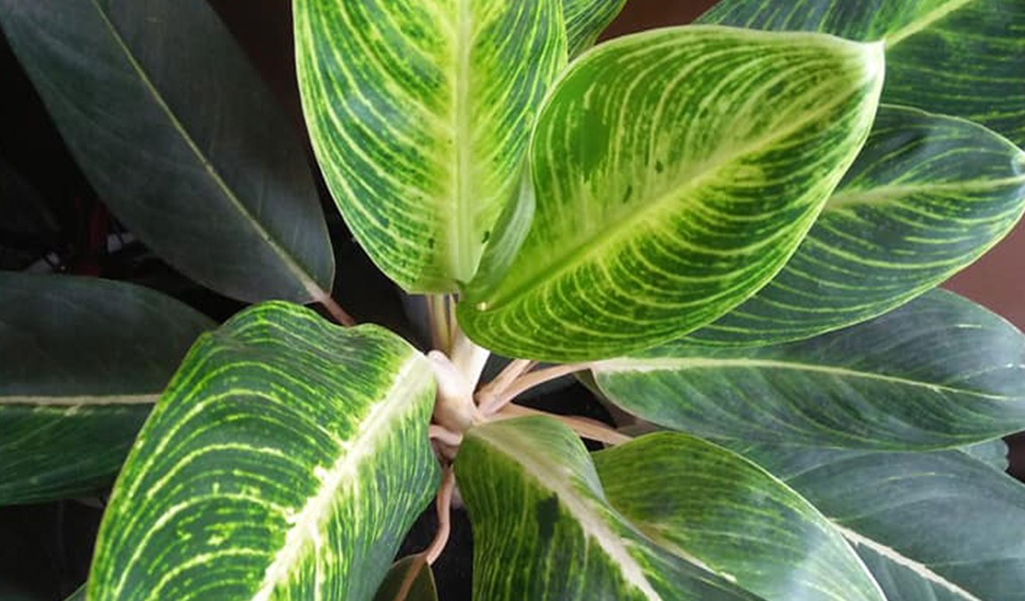 Detail Gambar Bunga Keladi Warna Ungu Nomer 44
