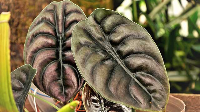 Detail Gambar Bunga Keladi Warna Ungu Nomer 48