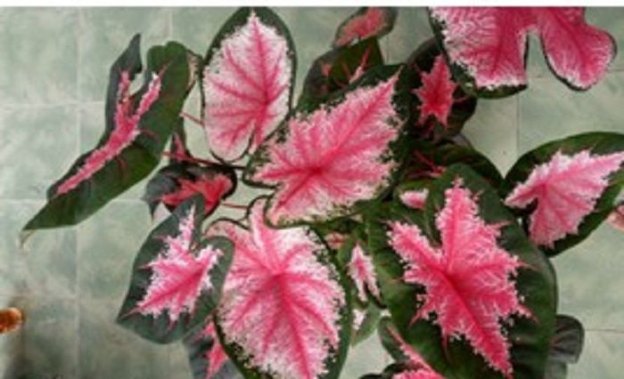 Detail Gambar Bunga Keladi Warna Ungu Nomer 49