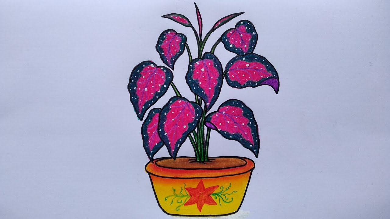 Detail Gambar Bunga Keladi Warna Ungu Nomer 50