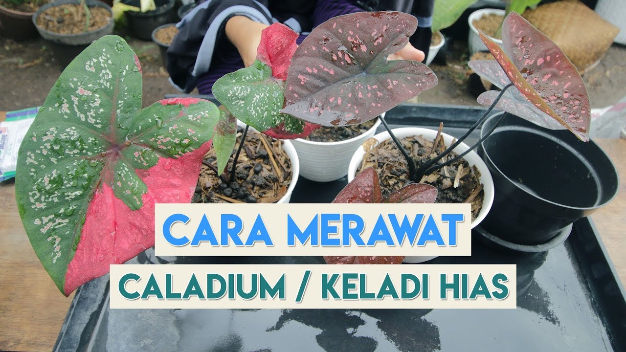 Detail Gambar Bunga Keladi Warna Ungu Nomer 52