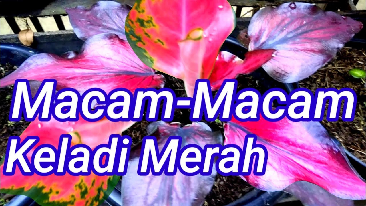 Detail Gambar Bunga Keladi Warna Ungu Nomer 55