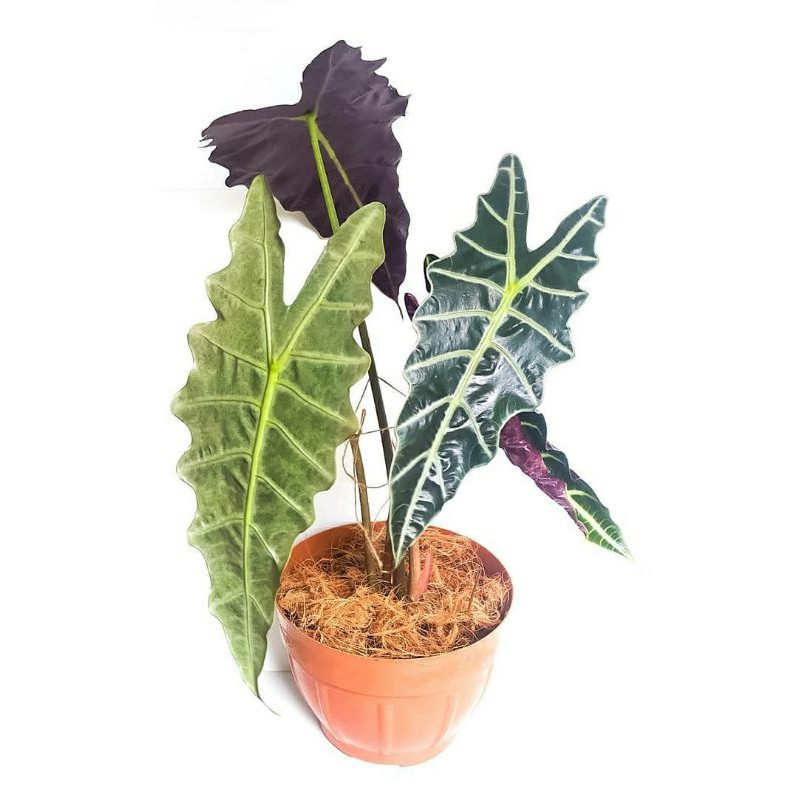 Detail Gambar Bunga Keladi Warna Ungu Nomer 56