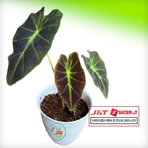 Detail Gambar Bunga Keladi Warna Ungu Nomer 7