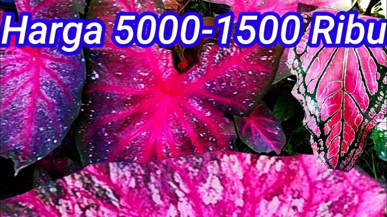 Detail Gambar Bunga Keladi Warna Ungu Nomer 8