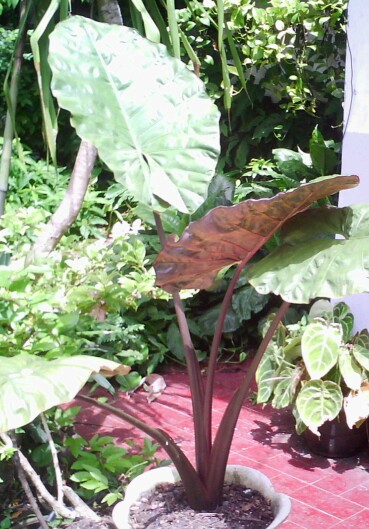 Detail Gambar Bunga Keladi Warna Ungu Nomer 10