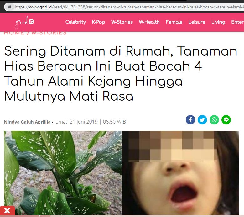 Detail Gambar Bunga Keladi Yang Beracun Nomer 43