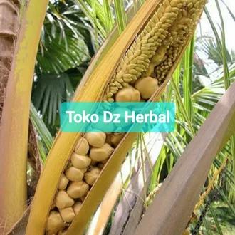 Detail Gambar Bunga Kelapa Nomer 32