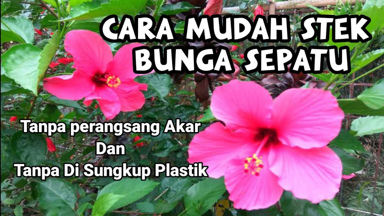 Detail Gambar Bunga Kembang Sepatu Akar Nomer 21