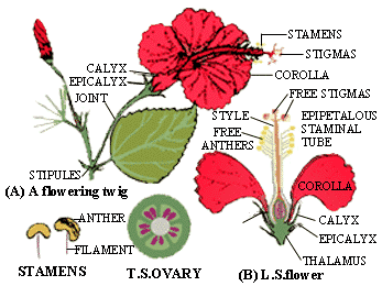 Gambar Bunga Kembang Sepatu Dan Bagian Bagiannya - KibrisPDR