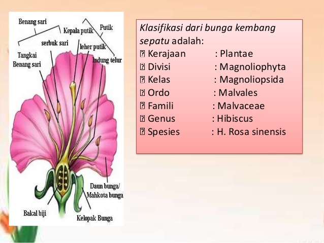 Detail Gambar Bunga Kembang Sepatu Dan Bagian Bagiannya Nomer 39