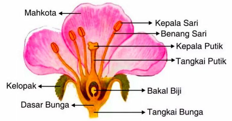 Download Gambar Bunga Kembang Sepatu Dan Bagian Bagianya Nomer 25