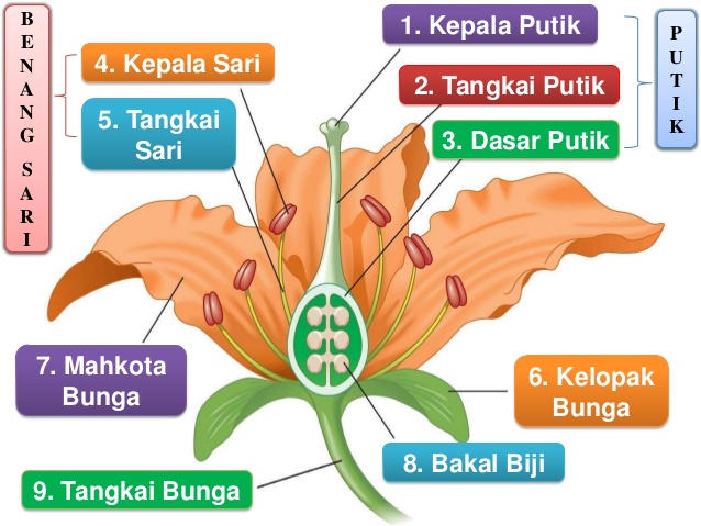 Detail Gambar Bunga Kembang Sepatu Dan Bagian Bagianya Nomer 34