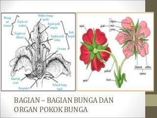 Detail Gambar Bunga Kembang Sepatu Dan Bagian Bagianya Nomer 37