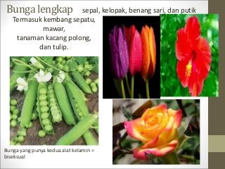 Detail Gambar Bunga Kembang Sepatu Dan Bagian Bagianya Nomer 46