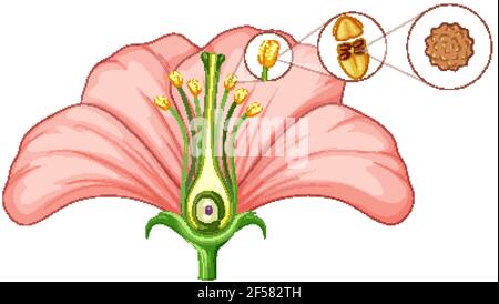 Detail Gambar Bunga Kembang Sepatu Dan Bagiannya Nomer 36