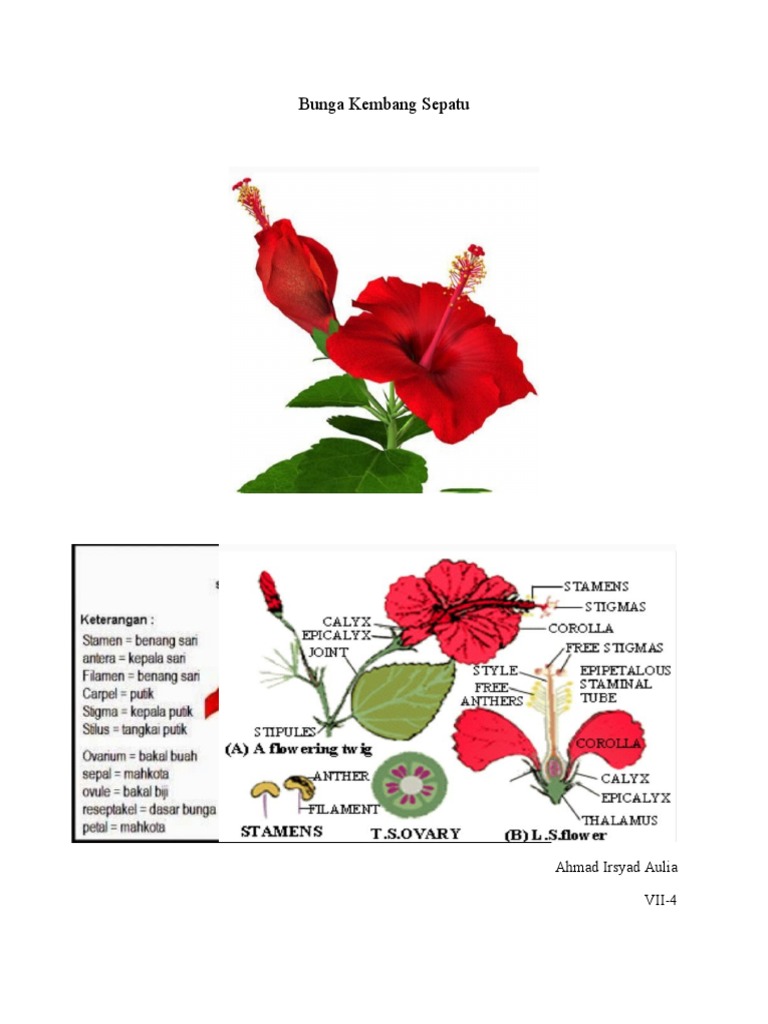 Detail Gambar Bunga Kembang Sepatu Dan Keterangannya Nomer 27