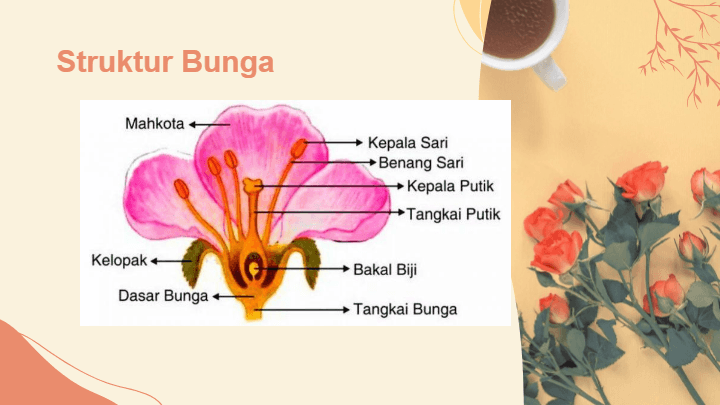 Detail Gambar Bunga Kembang Sepatu Dan Keterangannya Nomer 56