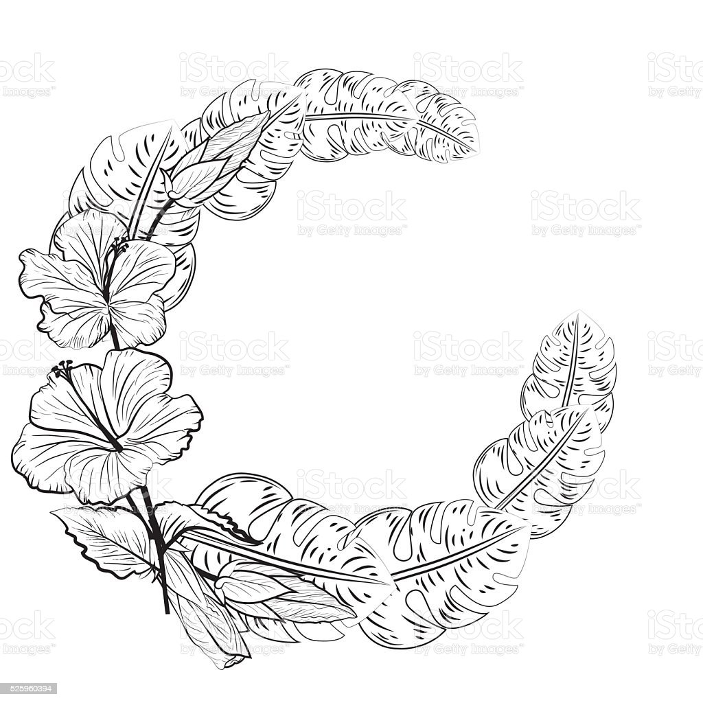 Detail Gambar Bunga Kembang Sepatu Hitam Putih Nomer 52