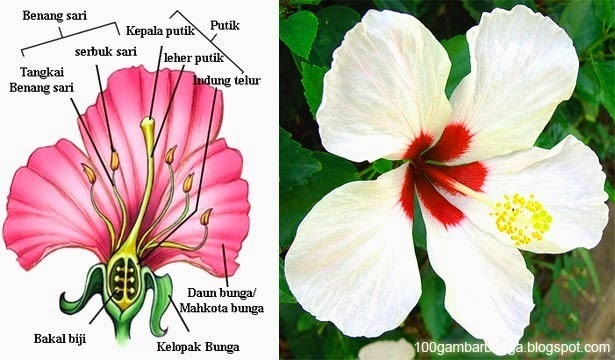 Detail Gambar Bunga Kembang Sepatu Lengkap Dengan Bagian Bagiannya Nomer 11