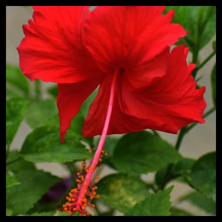 Detail Gambar Bunga Kembang Sepatu Warna Merah Nomer 3