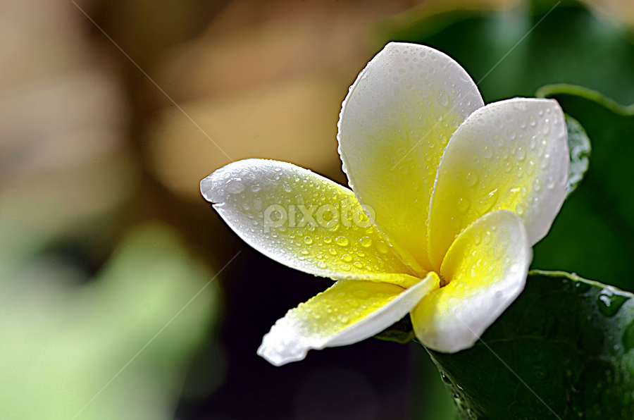Detail Gambar Bunga Kemboja Nomer 50