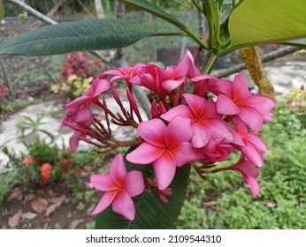 Detail Gambar Bunga Kemboja Nomer 54