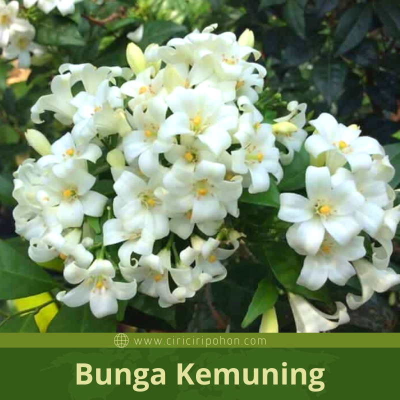 Detail Gambar Bunga Kemuning Nomer 23