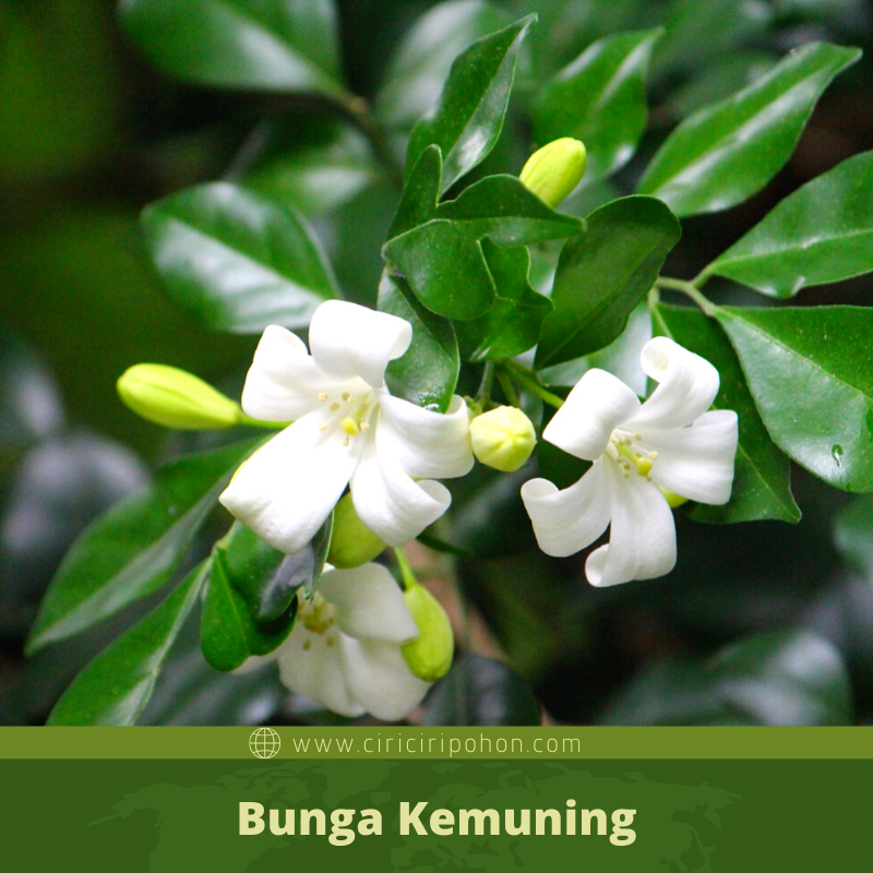 Detail Gambar Bunga Kemuning Nomer 37