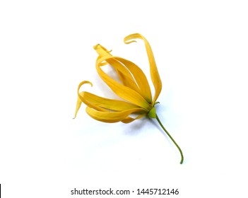Detail Gambar Bunga Kenanga Nomer 15