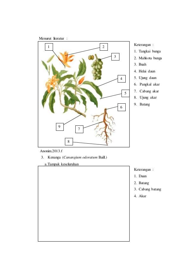 Detail Gambar Bunga Kenanga Dan Bagiannya Nomer 2
