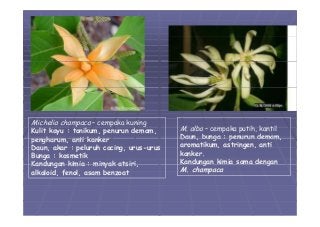 Detail Gambar Bunga Kenanga Dan Bagiannya Nomer 23