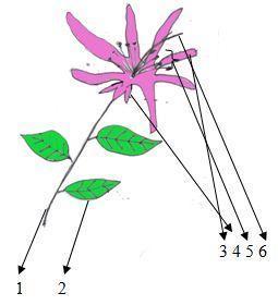 Detail Gambar Bunga Kenanga Dan Bagiannya Nomer 4