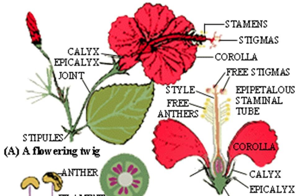 Detail Gambar Bunga Kenanga Dan Bagiannya Nomer 5
