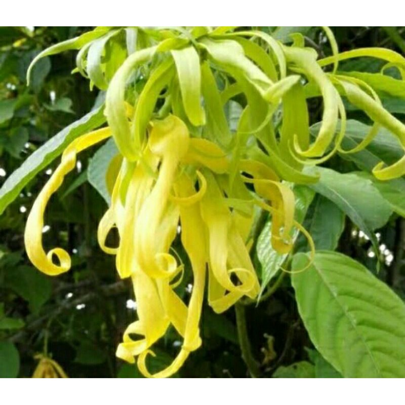 Detail Gambar Bunga Kenanga Kuning Nomer 12