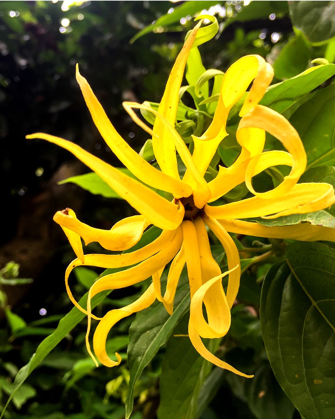 Detail Gambar Bunga Kenanga Kuning Nomer 4