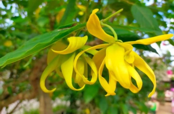 Detail Gambar Bunga Kenanga Kuning Nomer 38